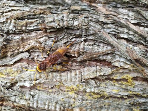 Réf. 309 221 : Urocerus augur