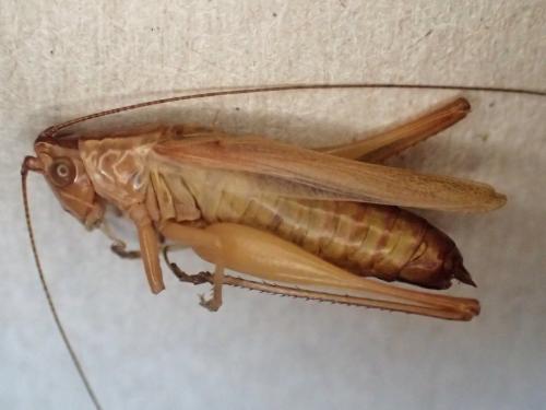 Conocephalus fuscus