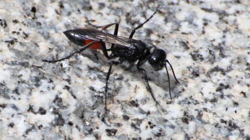Podalonia hirsuta