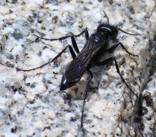 Podalonia hirsuta