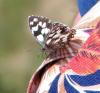 309702 – Photo : Philippe Fourtier – France (38)