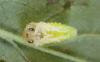 309901 – Photo : Alexander Boldyrev – Russie