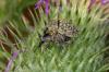 309078 – Photo : Michel Renou – France (91)