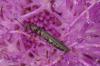 309075 – Photo : Michel Renou – France (91)