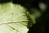 309631 – Photo : Pierre Duhem – France (73)