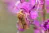 309798 – Photo : Pierre Duhem – France (73)