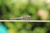309575 – Photo : Frederic chalet – France (06)