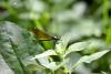 Calopteryx virgo