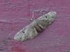 309081 – Photo : VERMELLE Georges – France (62)