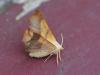 309619 – Photo : VERMELLE Georges – France (62)