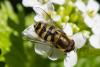 309357 – Photo : Bernard Saquet – France (12)