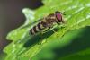 309356 – Photo : Bernard Saquet – France (12)