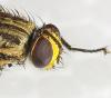 309133 – Photo : Bernard Perthuis – Guyane française