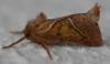 309139 – Photo : Christian Berquer – France (50)