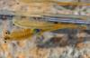 309106 – Photo : Christine JULIAND – France (07)