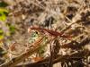 309068 – Photo : Ivan Jaubertie – France (69)