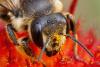 309281 – Photo : patrick derennes – France (44)