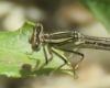 309457 – Photo : Alfredo Herrero – Espagne