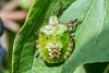 309643 – Photo : Jean-Claude Lablanquie – France (63)