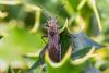 309828 – Photo : Jean-Claude Lablanquie – France (63)