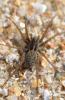 309090 – Photo : Christian Berquer – France (50)