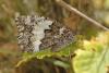 309735 – Photo : Thierry Madigou – France (39)
