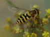 309764 – Photo : michel Aubailly – France (18)