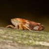 309677 – Photo : Cédric Mondy – France (56)
