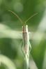 309470 – Photo : Catherine Reymonet-Smitten – France (19)