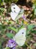 309768 – Photo : Jean-Claude Lablanquie – France (63)