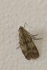 309086 – Photo : Olivier Gaubert – France (64)