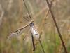 309513 – Photo : Nathalie PEGON – France (58)
