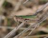 309406 – Photo : Didier GODREAU – France (85)
