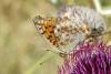 309742 – Photo : Thierry Madigou – France (25)