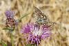 309745 – Photo : Thierry Madigou – France (39)