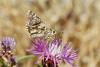 309746 – Photo : Thierry Madigou – France (39)