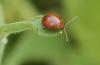 309697 – Photo : Didier GODREAU – France (85)