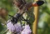309028 – Photo : Didier GODREAU – France (85)
