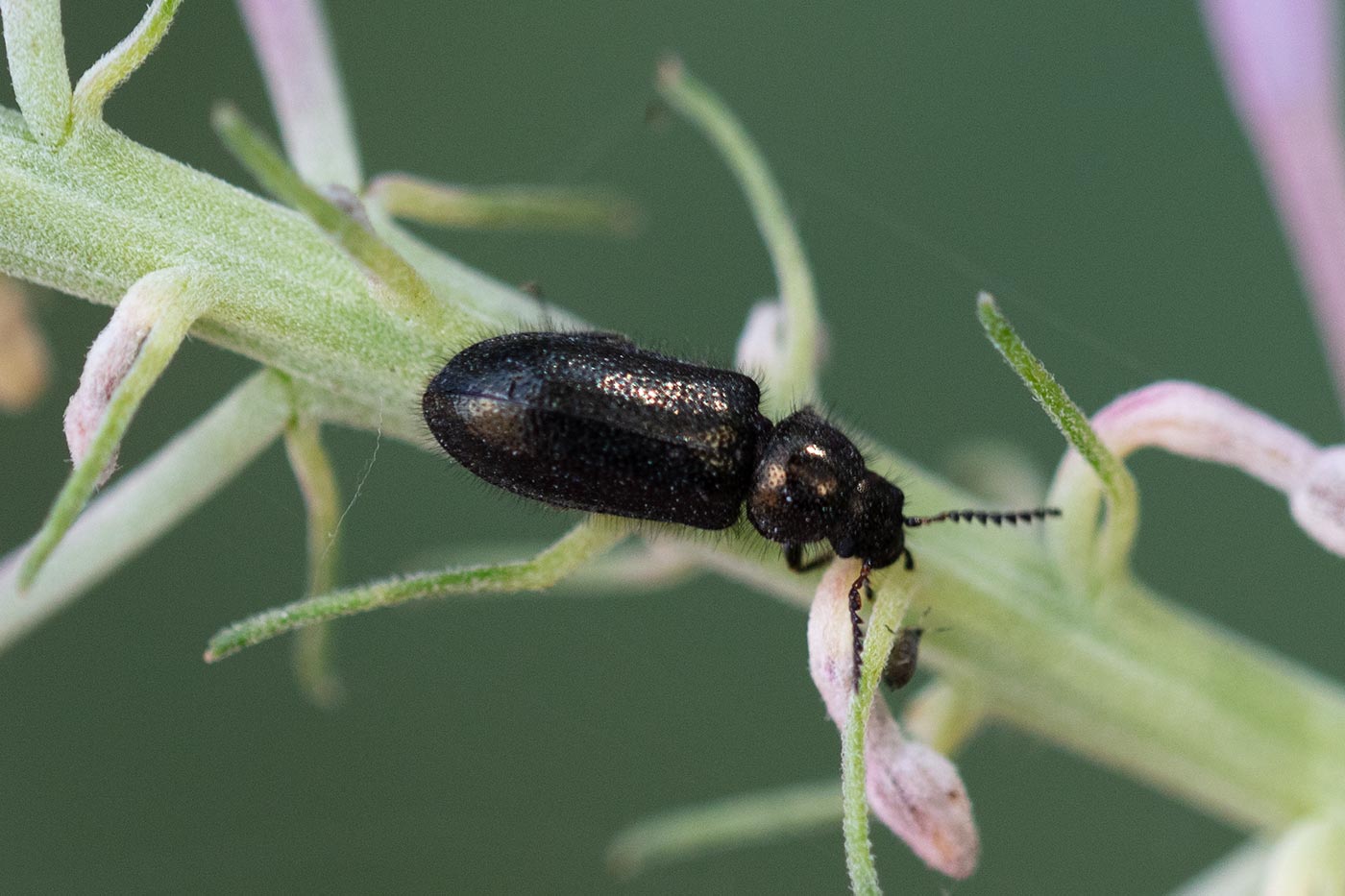 Pierre Duhem - Aplocnemus sp. - réf. 309814 (1400 x 933 pixels, 146 ko)