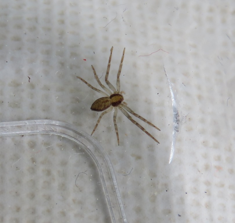 Alfredo Herrero - Philodromus sp. - réf. 309393 (811 x 768 pixels, 97 ko)