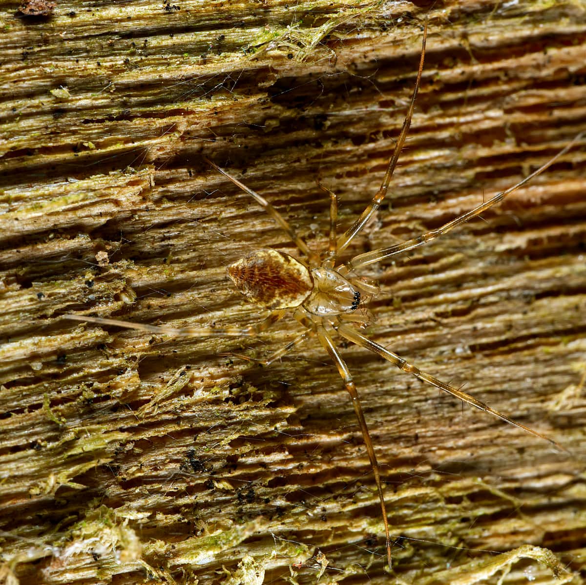 Cédric Mondy - Drapetisca socialis - réf. 309681 (1200 x 1198 pixels, 217 ko)