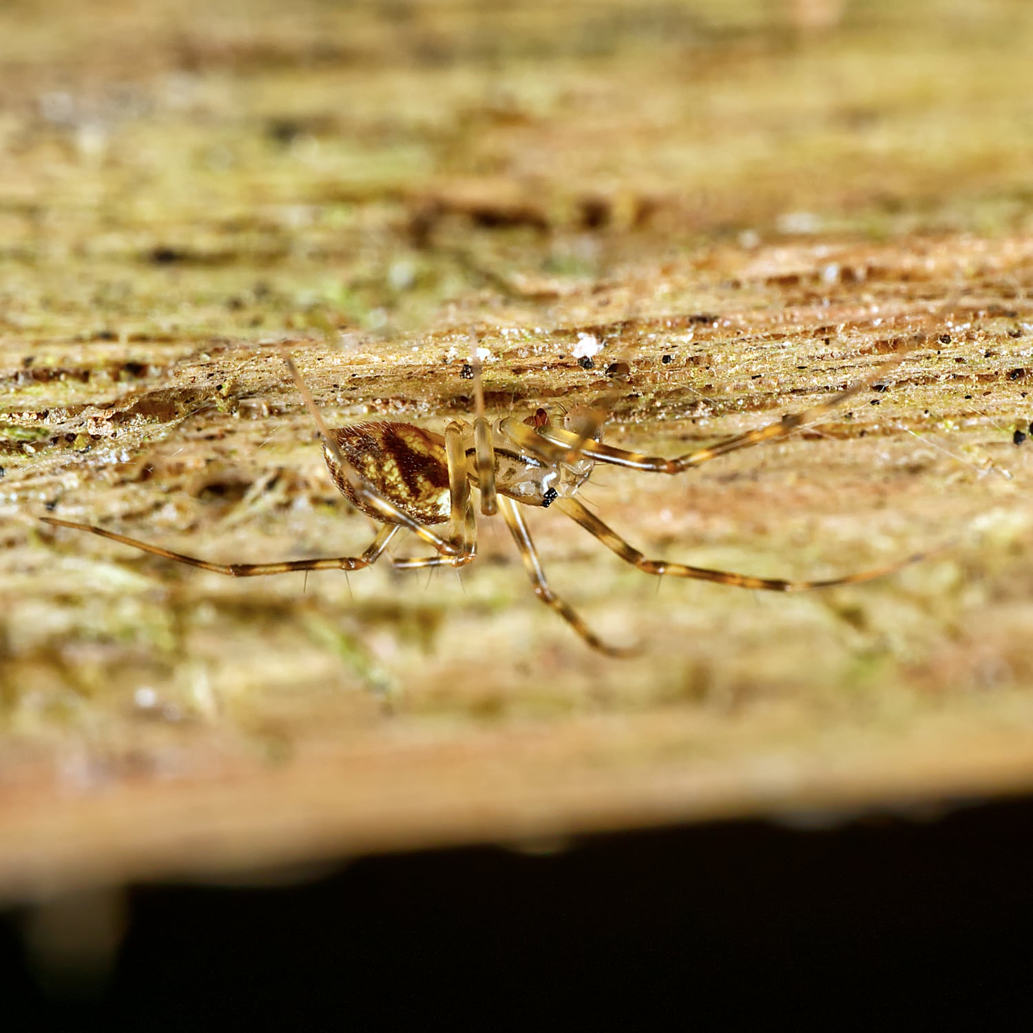 Cédric Mondy - Drapetisca socialis - réf. 309682 (1500 x 1500 pixels, 218 ko)