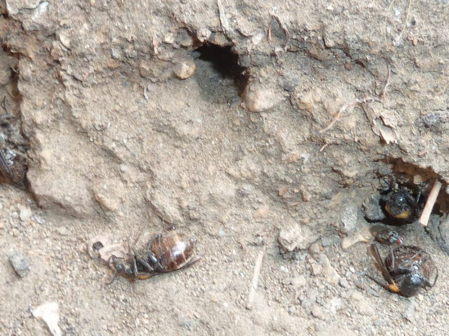 Réf. 309885 — INSECTA > Coleoptera > Meloidae > Sitaris (Sitaris