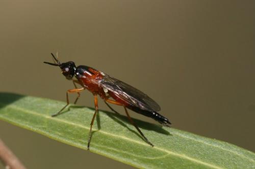 Loxocera sp.