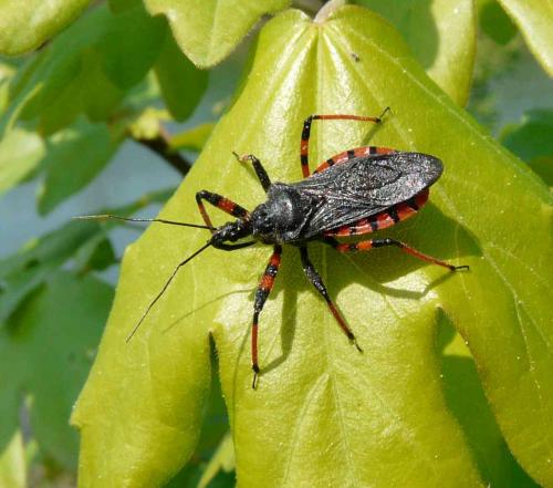 Rhynocoris annulatus
