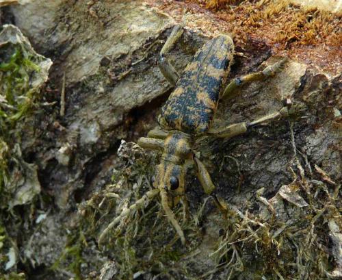 Rhagium sycophanta