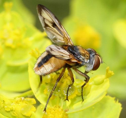 Ectophasia crassipennis