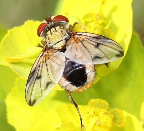 Ectophasia leucoptera
