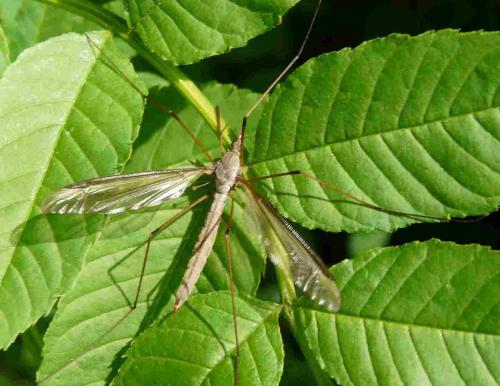Réf. 31 895 : Tipula oleracea