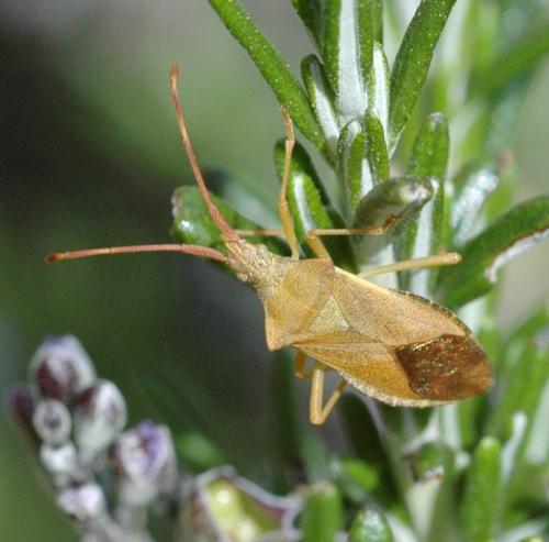 Gonocerus acuteangulatus